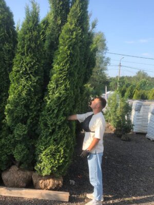 Когда стоит выбрать Тую Смарагд